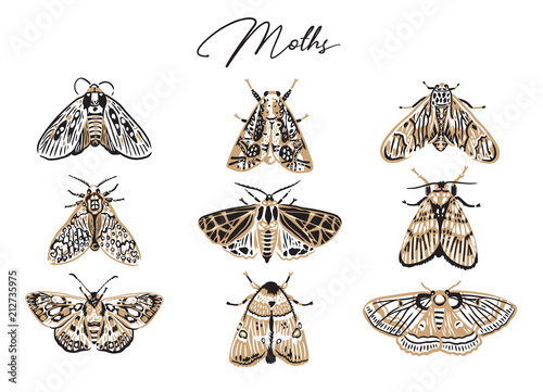 Cute butterfly and moth collection in retro style. Beautiful craft and red moths illustration