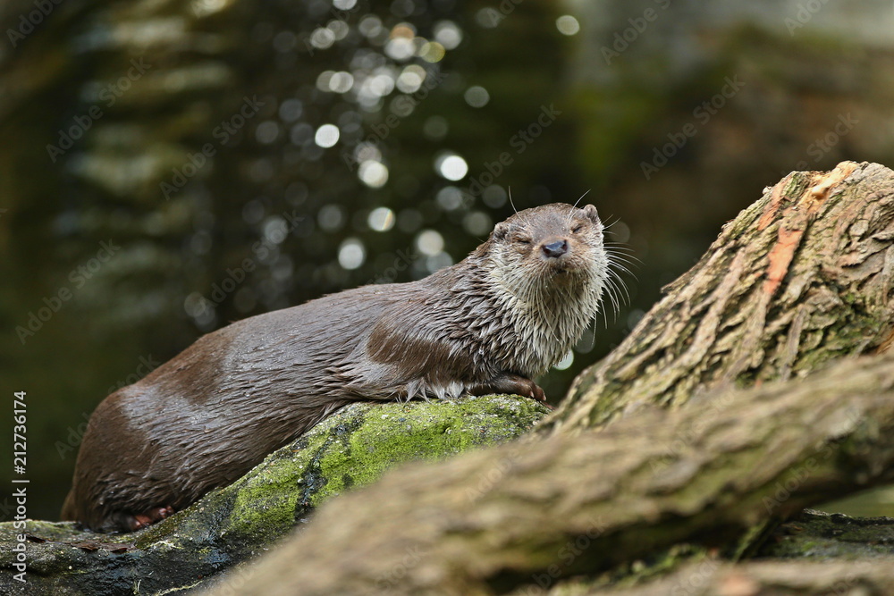 Very cute river otter in the nature habitat. Wild animals in captivity. Beautiful and endangered european mammals. River otters playing in the water. Lutra lutra.
Very cute river otter in the nature habitat. Wild animals in captivity. Beautiful and endangered european mammals. River otters playing in the water. Lutra lutra.