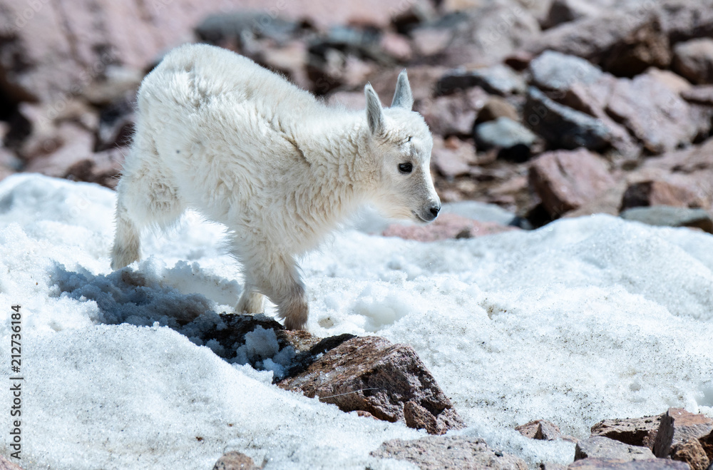A Mountain Goat Kid in the Snow A Mountain Goat Kid in the Snow