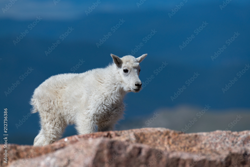 Obraz premium A Baby Mountain Goat Kid on Mountain Top