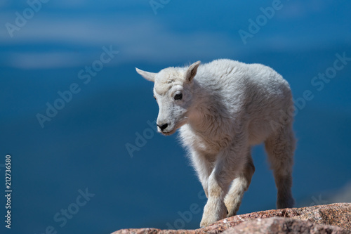 A Baby Mountain Goat Kid on Mountain Top