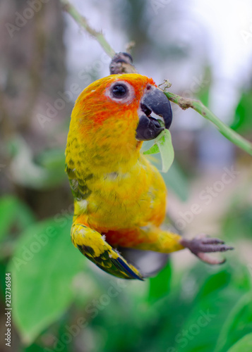 bright colorful tropical parrot on a branch eating a green leaf on a blurred background in summer sunny day 