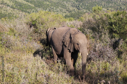 Elephant at Kariega Safari Park, South Africa