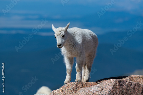 A Baby Mountain Goat Kid on Mountain Top