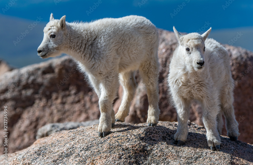 Baby Mountain Goat Kids Playing on Top of Mount Evans Baby Mountain Goat Kids Playing on Top of Mount Evans