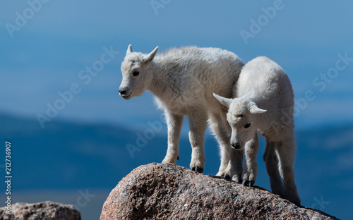 Baby Mountain Goat Kids Playing on Top of Mount Evans