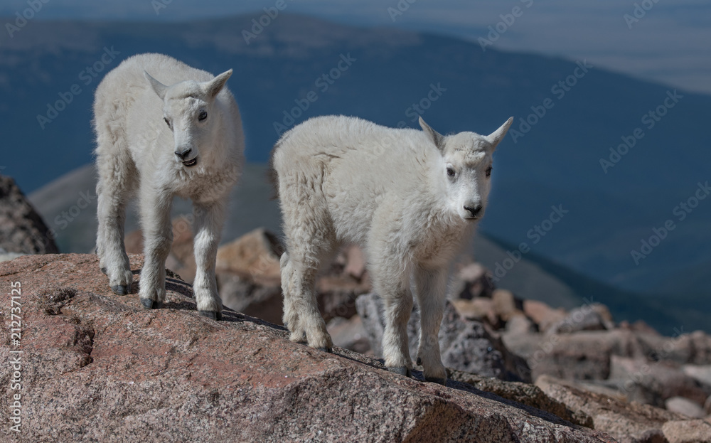 Baby Mountain Goat Kids Playing on Top of Mount Evans Baby Mountain Goat Kids Playing on Top of Mount Evans