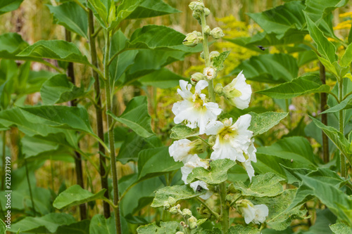 Weiße Blume Feuchtbiotop photo