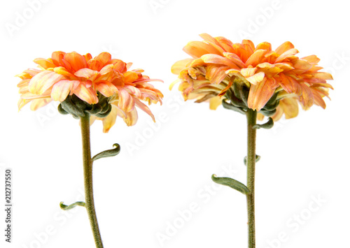 Chrysanthemum flower on a long stem on a white background is insulated
