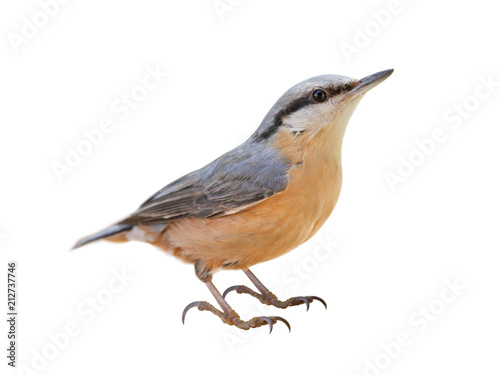 Tableau sur toile Eurasian nuthatch or wood nuthatch (Sitta europaea) isolated on White background
