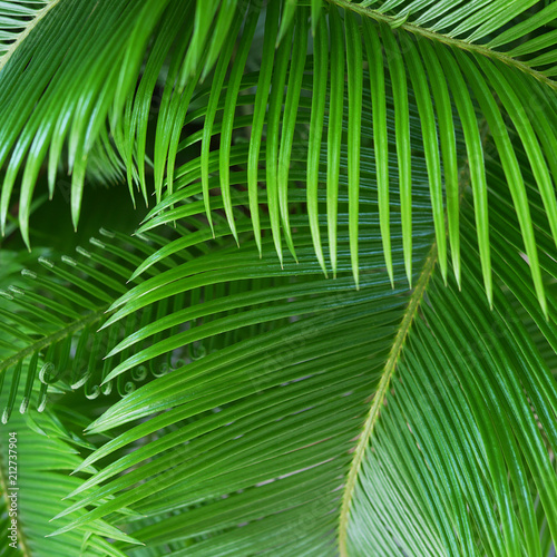 Green leaves of a palm tree close-up.Tropical natural abstract background.