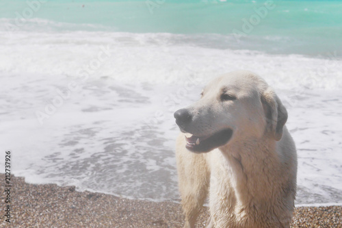 A large white stray dog stands near the sea on a sandy beach and looks away.