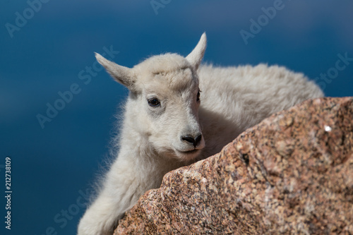 An Adorable Baby Mountain Goat Lamb