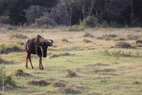 Wildebeest at Kariega Safari Park, South Africa
