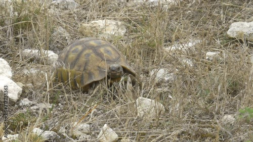 An Angulate tortoise (Chersina angulata) in dry grass in the Southern Cape of South Africa photo