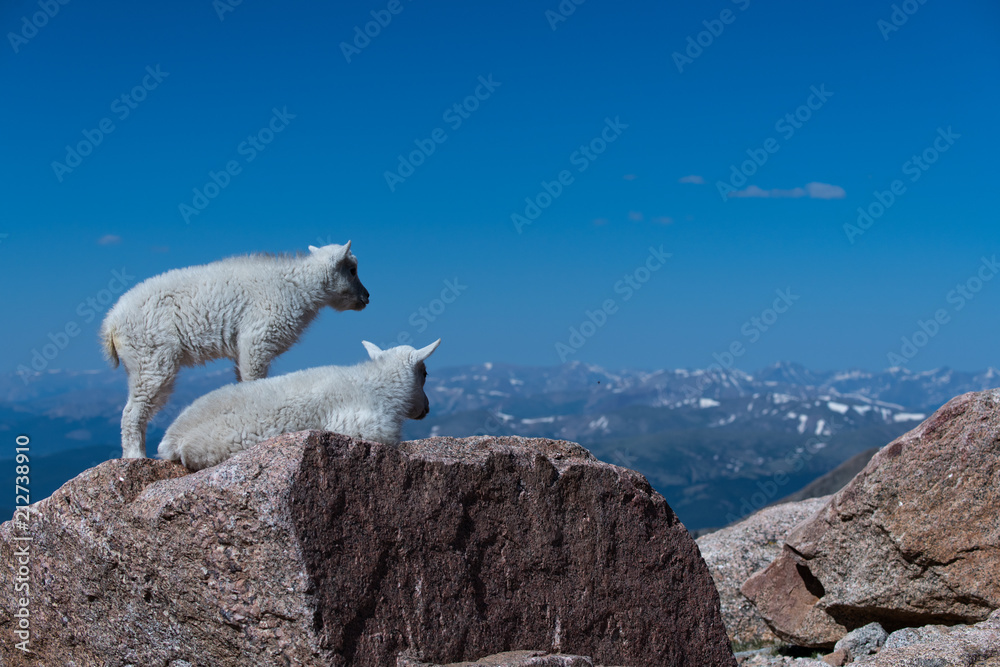 Baby Mountain Goat Kids Enjoying the Mountain View Baby Mountain Goat Kids Enjoying the Mountain View