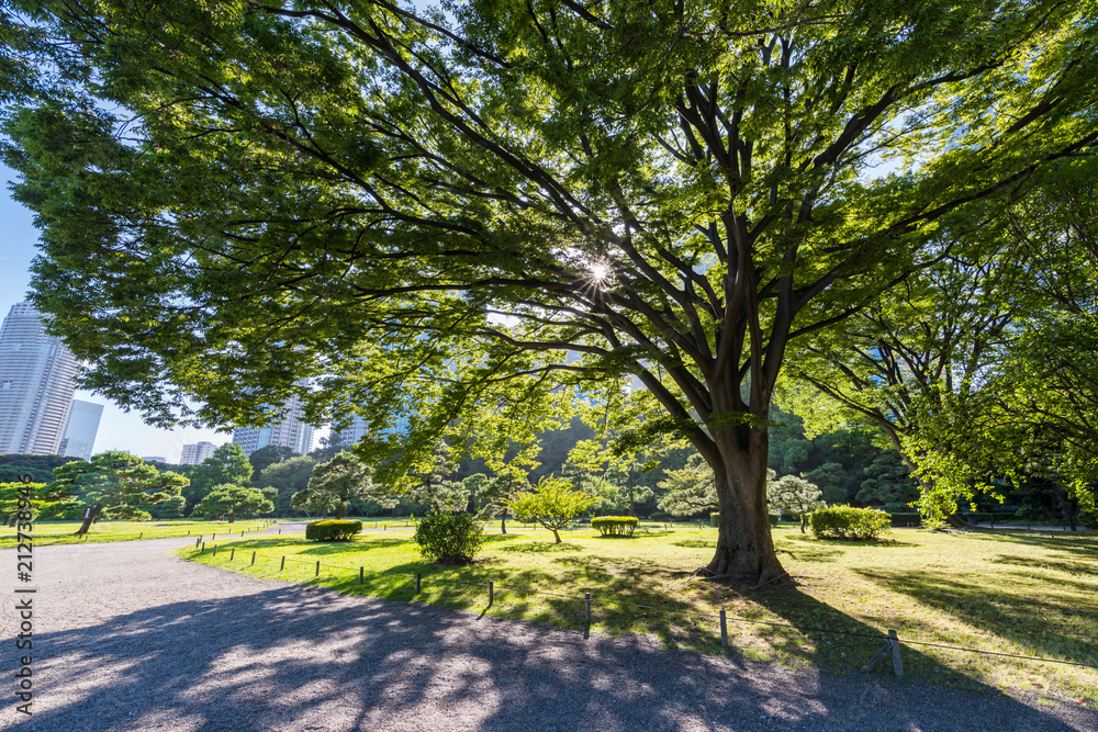 Obraz premium 木漏れ日が輝く浜離宮恩賜庭園の風景