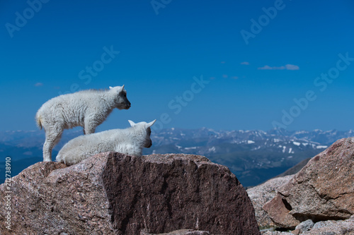 Baby Mountain Goat Kids Enjoying the Mountain View