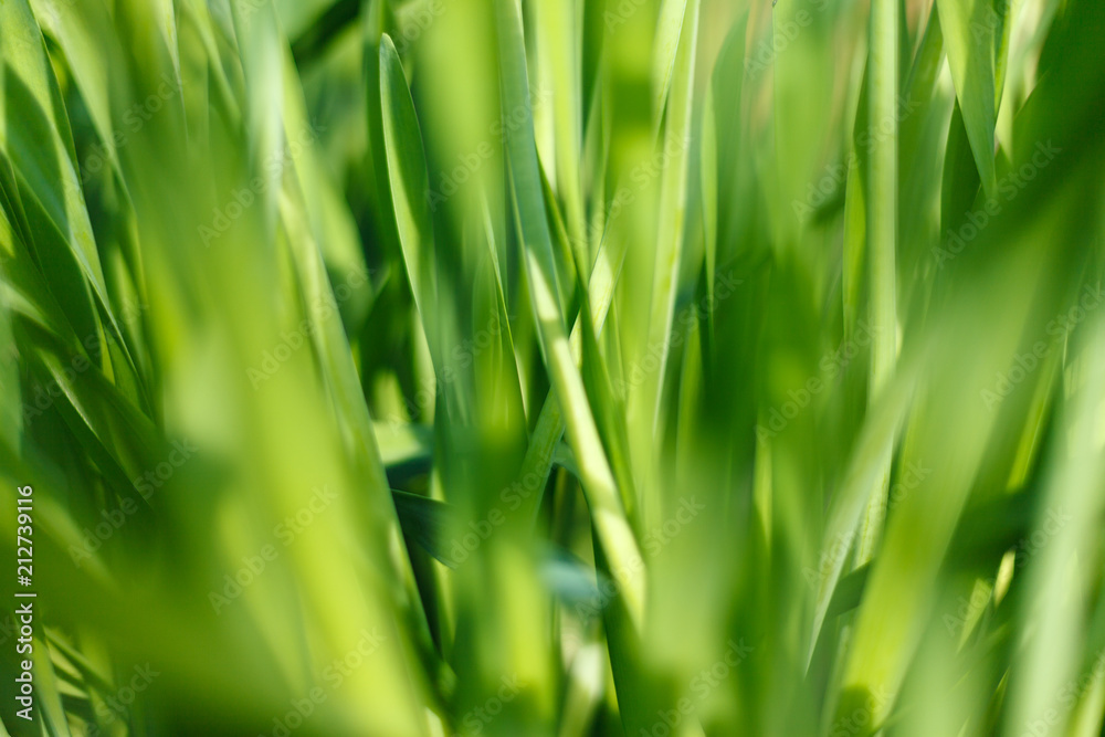 Fresh green grass with water droplet in sunshine Fresh green grass with water droplet in sunshine