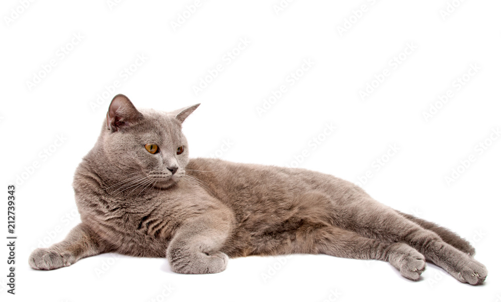 Fototapeta premium Gray cat isolated on a white background