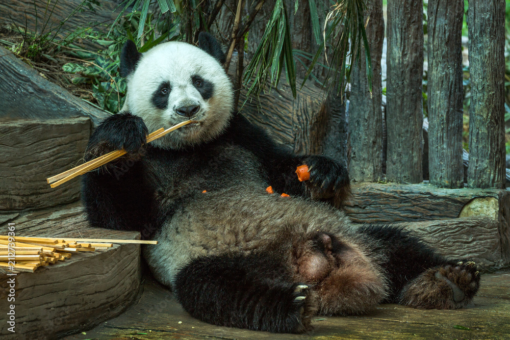 Obraz premium Giant panda bear eating bamboo leaf.