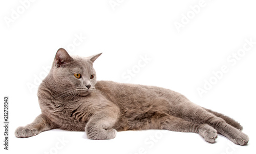 Gray cat isolated on a white background