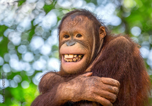 Photography Beautiful smile of a male orangutan.