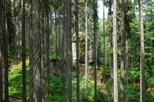 Fototapeta Naklejka Na Ścianę i Meble -  Drzewa, drzewa, drzewa... i skały w Skalnych miastach w Teplicach w Czechach