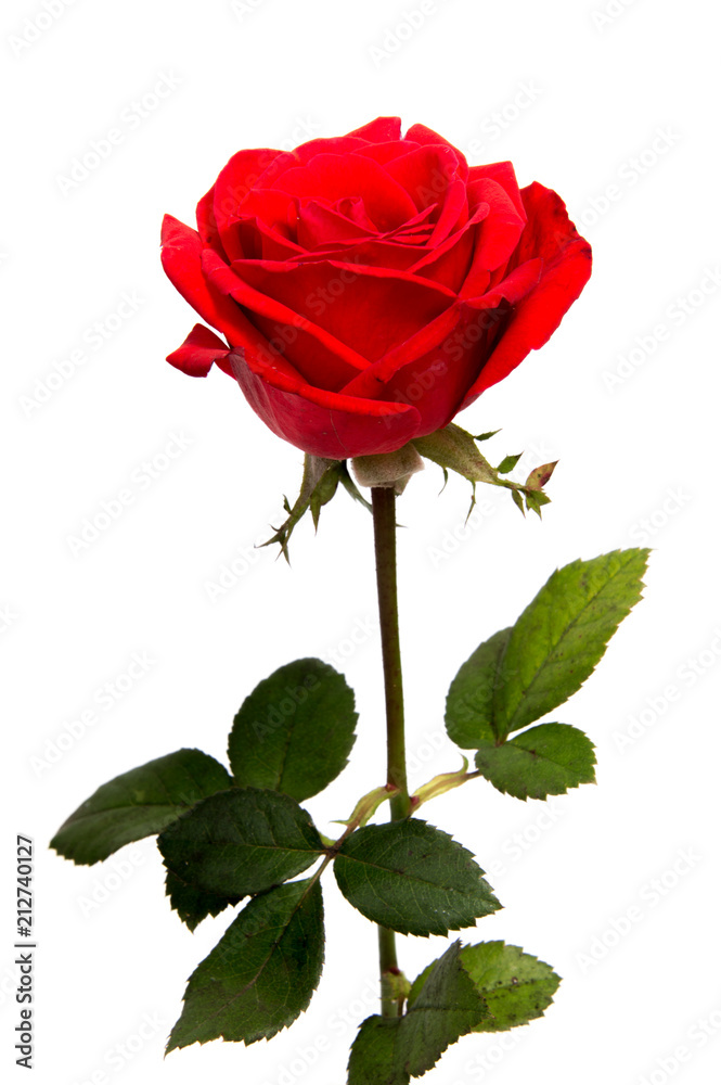 Fototapeta premium pink and yellow rose isolated on white background