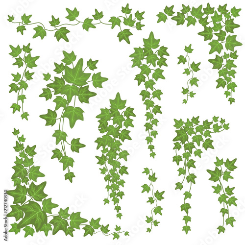 Ivy green leaves on hanging branches. Wall climbing decoration plant vector set isolated on white background
