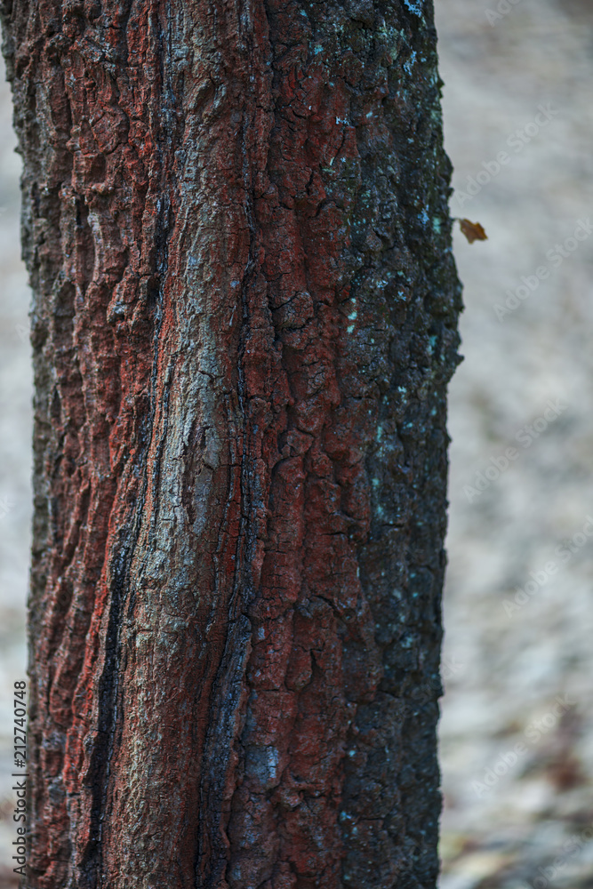 Fototapeta premium Texture of the tree