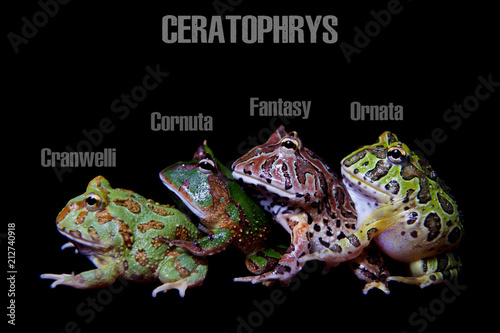 Bild auf Leinwand The pacman frogs isolated on black