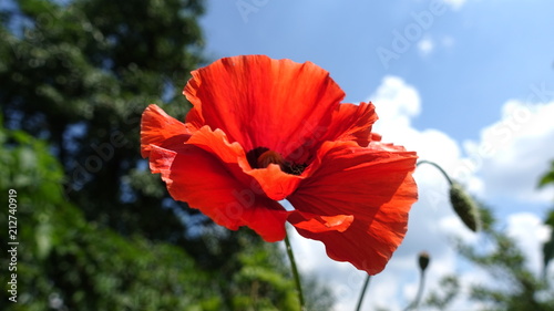 A red poppy flower against the sky background.