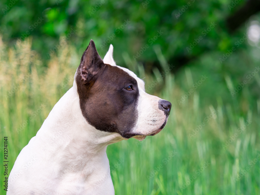the muzzle of the American Staffordshire Terrier the muzzle of the American Staffordshire Terrier