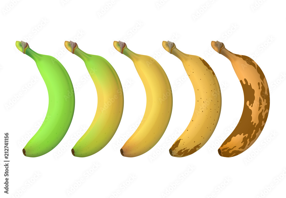 Banana fruit ripeness levels from green underripe to brown rotten. Vector set isolated on white background Banana fruit ripeness levels from green underripe to brown rotten. Vector set isolated on white background