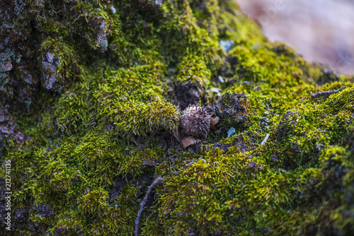 Trunk of tree in side of the forest