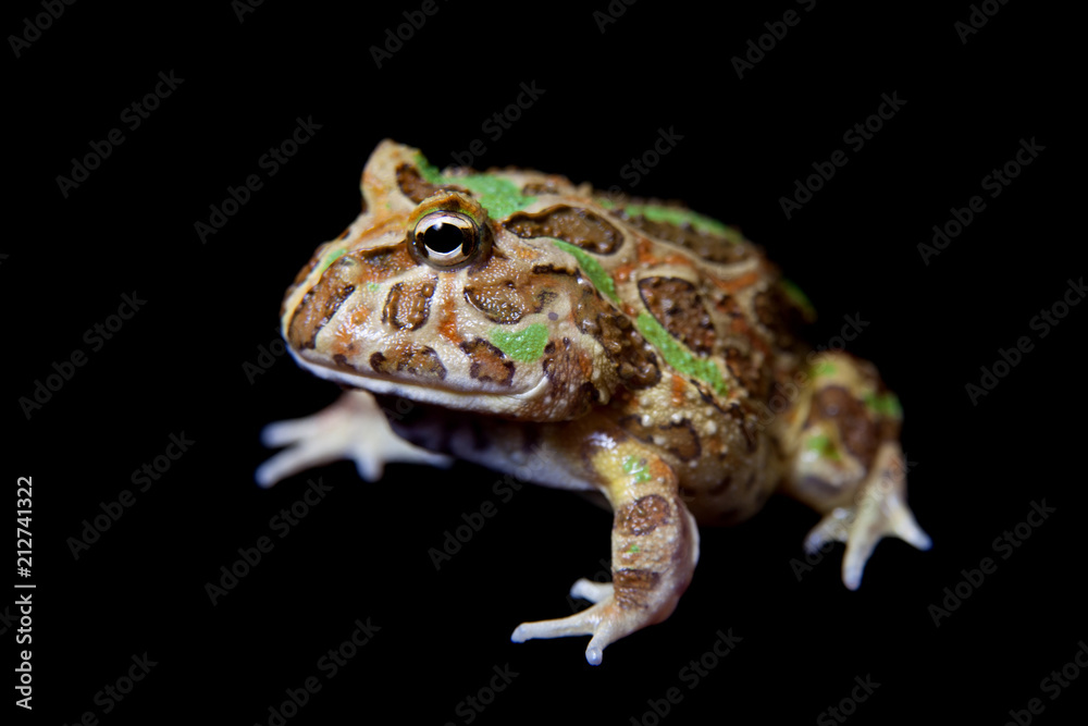 Fototapeta premium The chachoan horned frog isolated on black