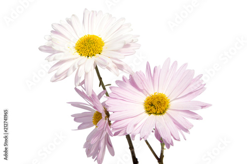 Colorful aster flowers isolated on white background.