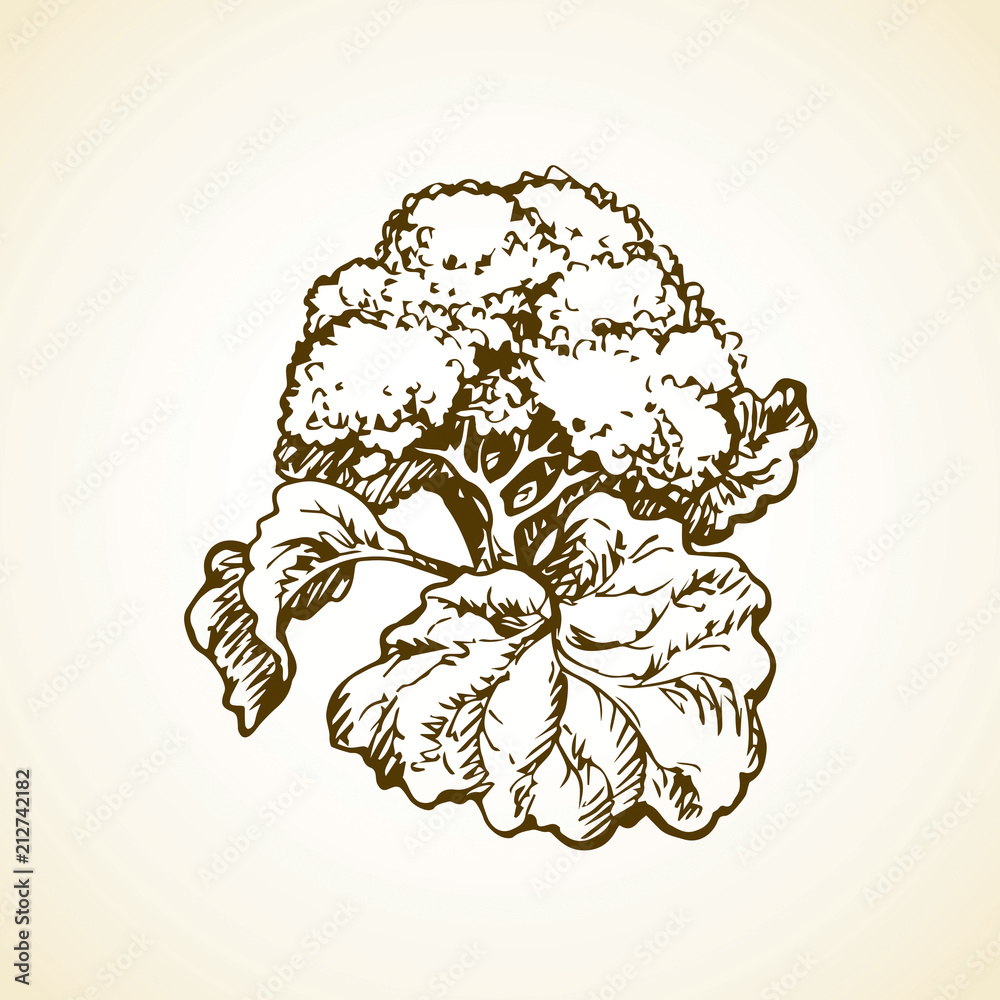 Cauliflower Vegetable Drawing PNG, Clipart, Broccoli, Cabbage, Cartoon,  Cauliflower Vector, Cre Free PNG Download