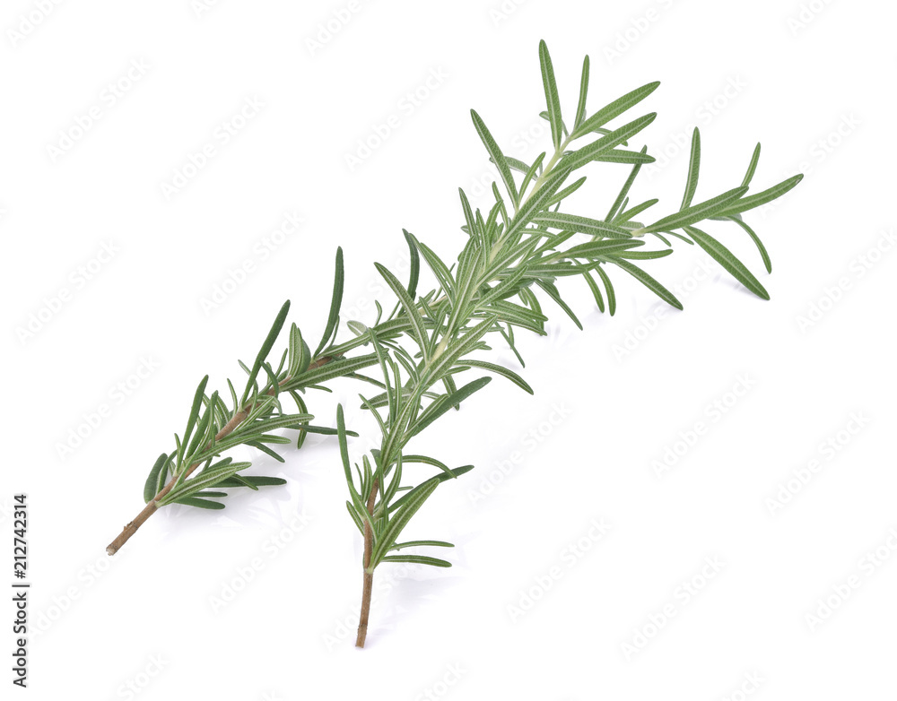 Fototapeta premium Rosemary isolated on white background
