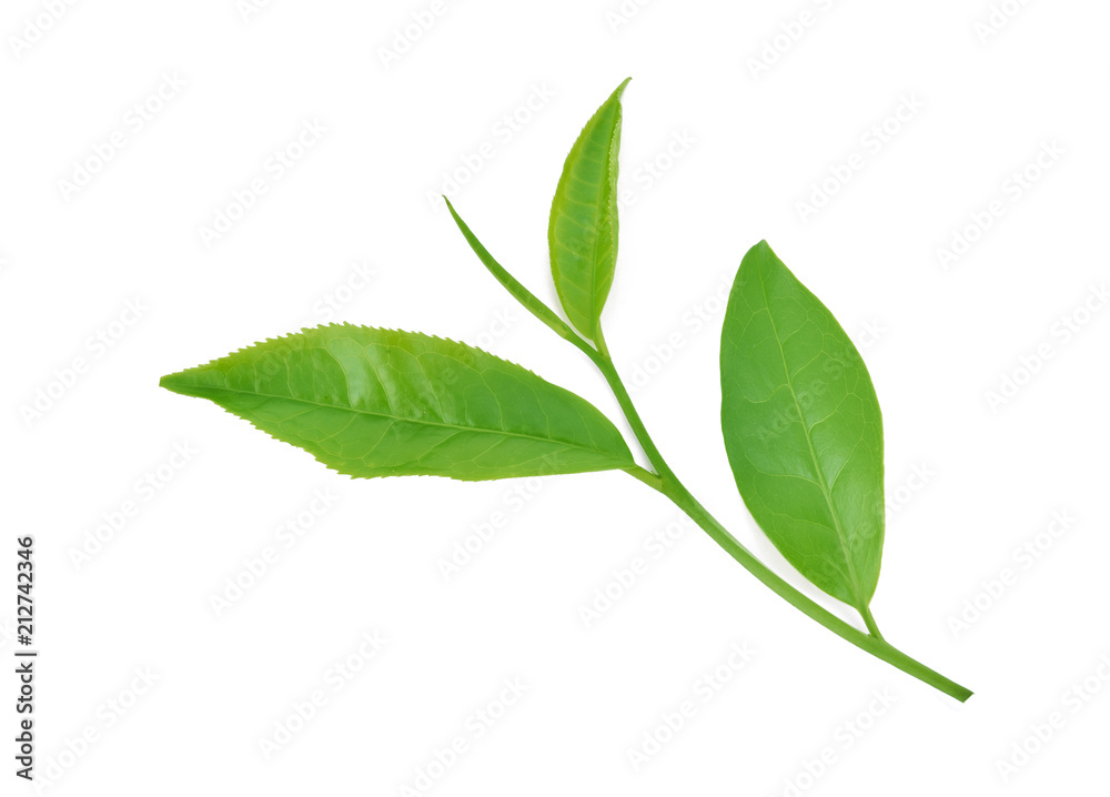 Fototapeta premium Green tea leaf isolated on white background