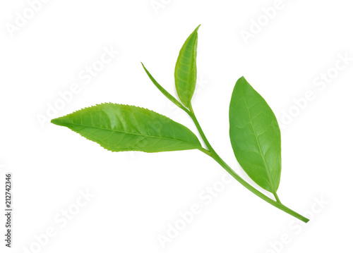 Green tea leaf isolated on white background © SAKORN
