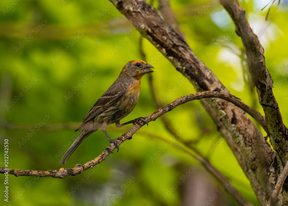 A Yellow Variant House Finch