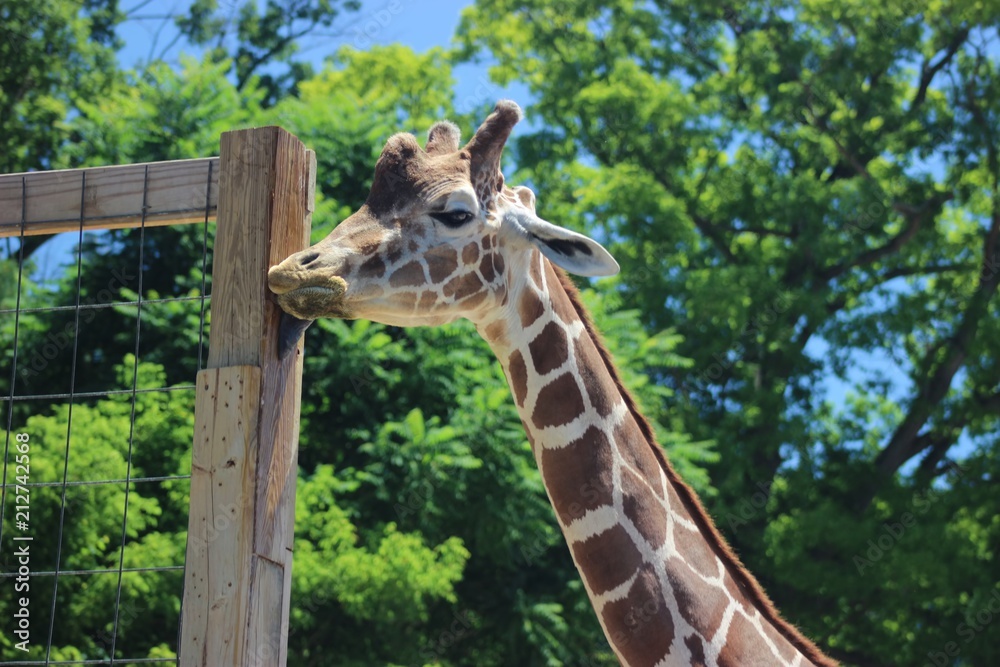 Fototapeta premium ADORABLE CLOSE UP OF A GIRAFFE
