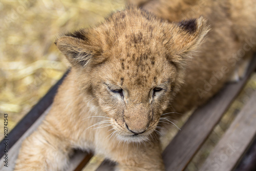Lion cub on the bench