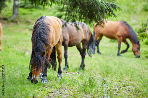 Herd of horses grazing