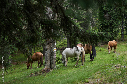 Herd of horses