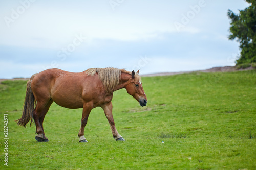 Horse on a pasture