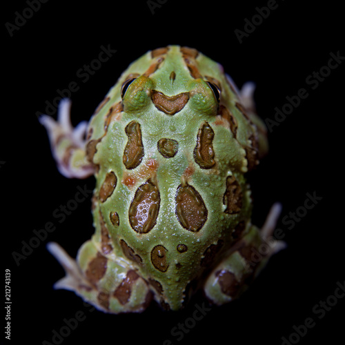 The chachoan horned frog isolated on black photo