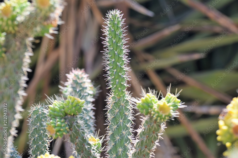exotic cactus plant exotic cactus plant
